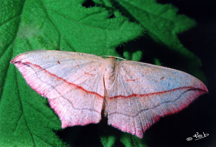 Timandra comae, la Timandre aimée ou la phalène anguleuse, est un lépidoptère de la famille des Geometridae. Wikipédia